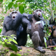 Three chimpanzees, including an infant, in the Taï National Park, Côte d’Ivoire.